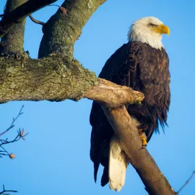 Bald Eagle In Tree Photographic Coaster